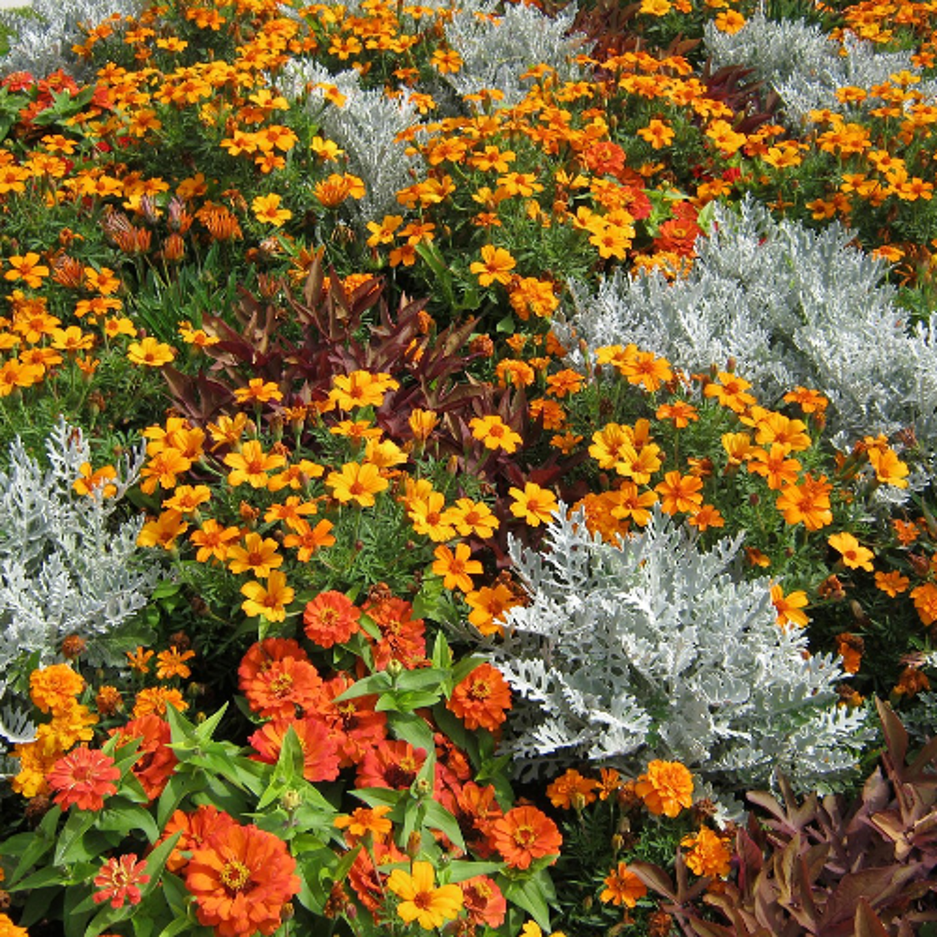 Planning for Chelsea Flower Show 2027 already underway