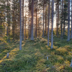 Alström & Björk - All Eyes On Me