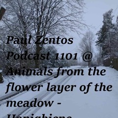 Podcast 1101 @ Animals from the flower layer of the meadow - Honigbiene ( Katowice ) 31 05 2024