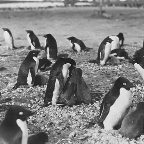 Insanity Among Penguins