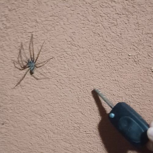 sickday cover (big thief-paul)