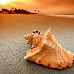 Bláskel Alda Fer Í Sund