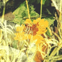 mato coreopsis cv test !!! new vb upcoming