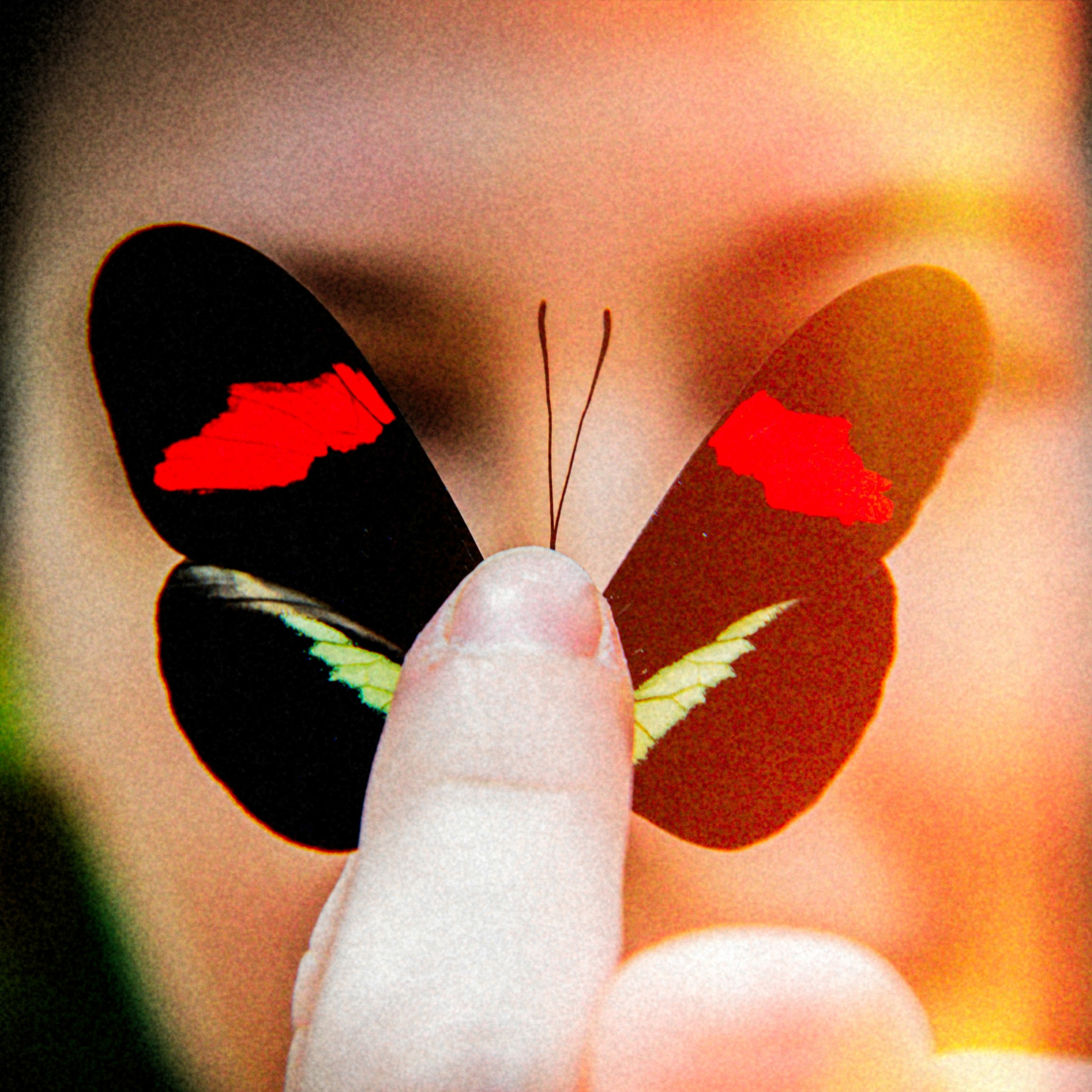 Birds, Butterflies And Advertising episode artwork