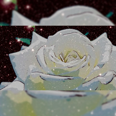 white rose