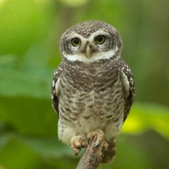 Spotted Owlet