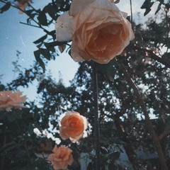 Darling ( prod. purple elephant)