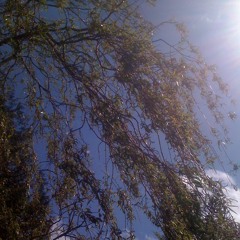 WILLOW ⁺˚*･༓☾ FLUX ☽༓･*˚⁺ PROJECT >>