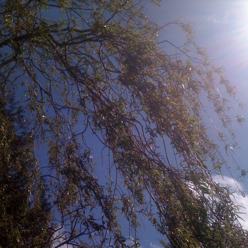 WILLOW ⁺˚*･༓☾ FLUX ☽༓･*˚⁺ PROJECT >>