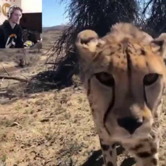 sleep (bish battle xqc flip)