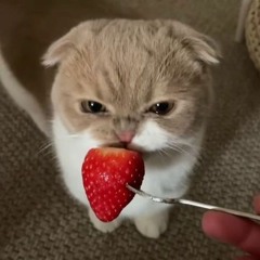 - 𝑷𝒍𝒂𝒚𝒍𝒊𝒔𝒕 𝑷 '𝑱𝒂𝒄𝒌𝒆𝒚𝒚  [ 𝑱𝑨𝑲 ] -