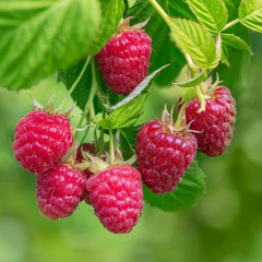 Raspberry King [Free Track]