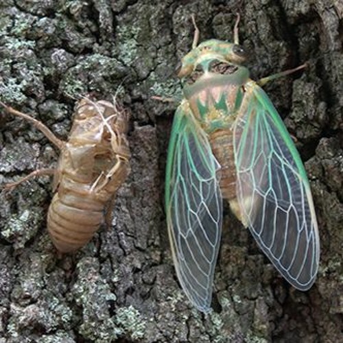 Cicada