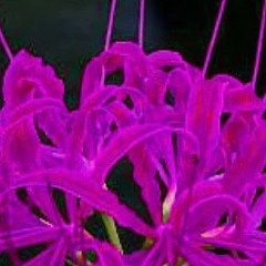 PRPLFLWRS (Prod. slxwbvdvss)