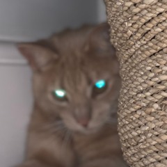 Voltines Comrades 2024