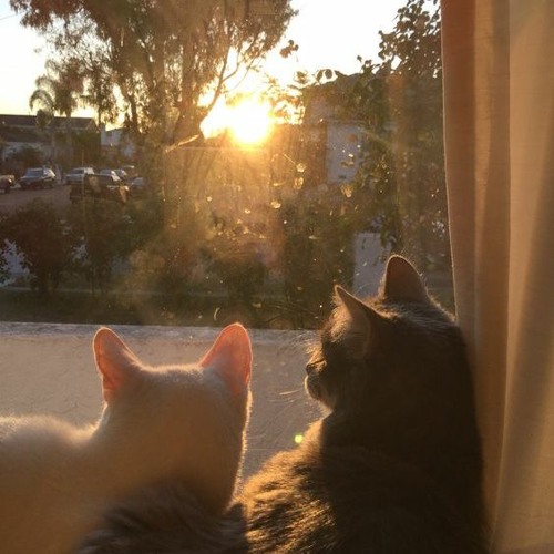 sunlight