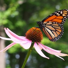 Meditation on Change for CIRS