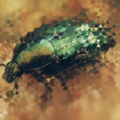 cetonia aurata (synchronicity by Carl Jung)
