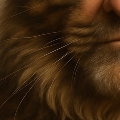 Schwung - Okay, Yeah