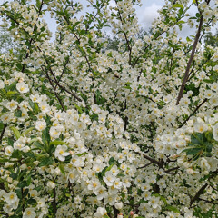 Maailman paras biisi