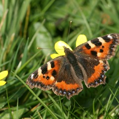 Tortoiseshell On Celandine