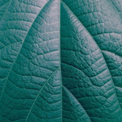 Leather Leaf (2015)