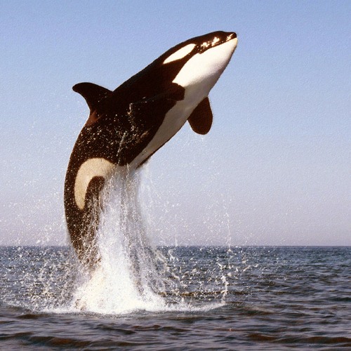 Legend of Orcas