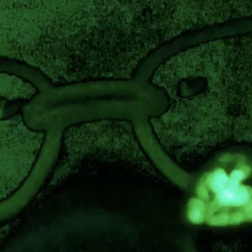 Floe Flow w/FOURFUCKINGTWENTY,Lord Pird & Kylo$tacks(Prod. K947)