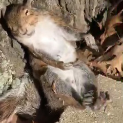 Nirvana - Spank Thru