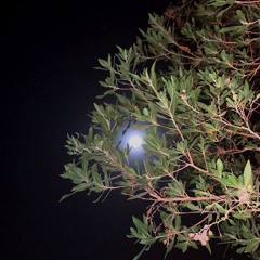 ليل وغرامك حدني أشيل بكفي الولّه نور!