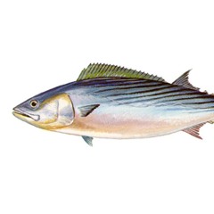 fish odor syndrome