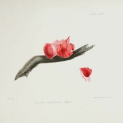 HK_Fantaisies_tracks_153
