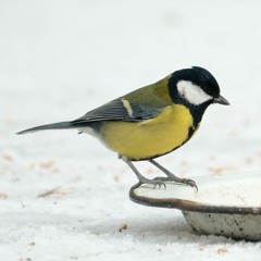 01  The Boys of 25/Chase her through the garden/The Knackers of Narin (Reels)