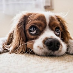 Pets And Animals