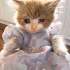 intro: what do u see