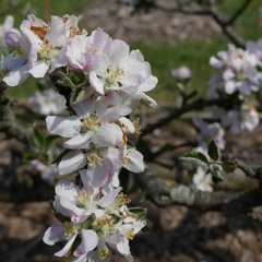 2 pies une corneille.