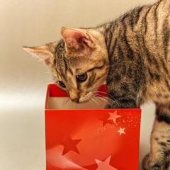 Kitty Christmas - The Gio (v.1)