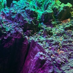 Reef