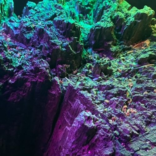 Reef