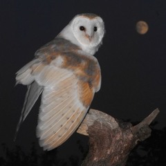 OWLL