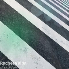 Racheta alba