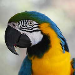 Parrot In The Rainforest
