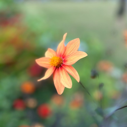 Mark Slee - Dahlia: Pazienza [August 2025]