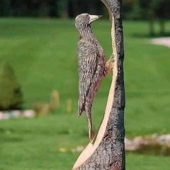 Super Tree & Woodpecker