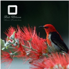 Rob Nilsson - Scarlet Honeyeater (Original Mix)