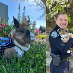 Ep. 063 - Bunny Rabbit Joins California Police Dept. as Wellness Officer