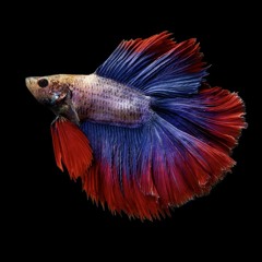 Betta