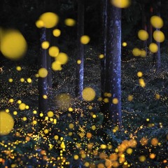 Dark Fireflies