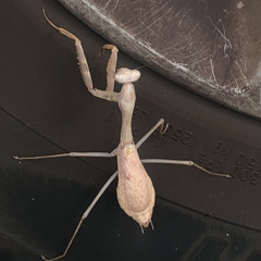 Rotting in your Sins (prod. Xenshel)