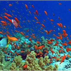 Eleiçoes----Eleicoes audio background (FREE DOWNLOAD)